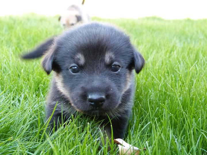 chinook dog